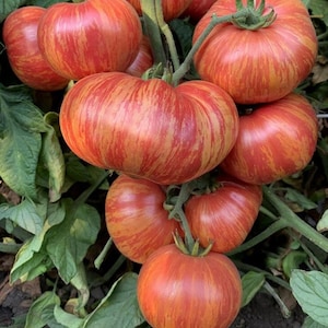 15 Vintage Wine Tomato Seeds - Heirloom