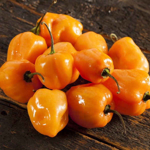 15 Habanero Orange Hot Pepper Seeds