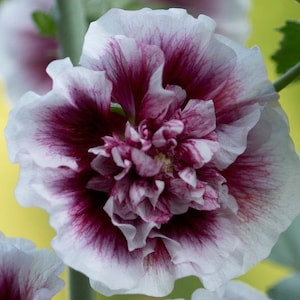 15 Creme de Cassis Hollyhock Alcea Rosea Seeds