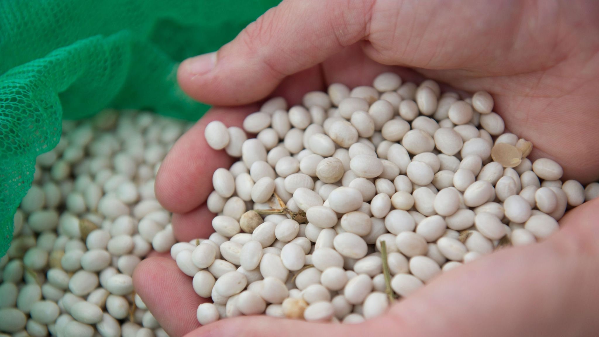 15 Haricot Beans aka Navy & Northern Bean Seeds Dwarf 2 Etsy UK