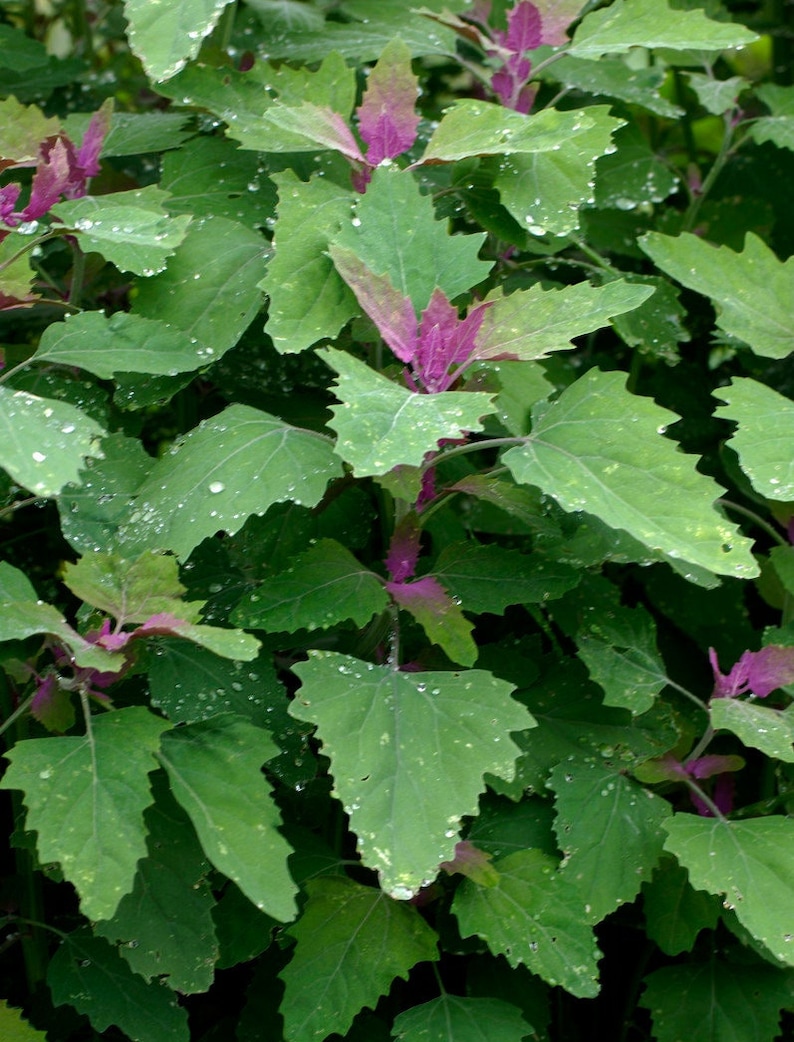 25 Tree Spinach Seeds Chenopodium Giganteum image 6