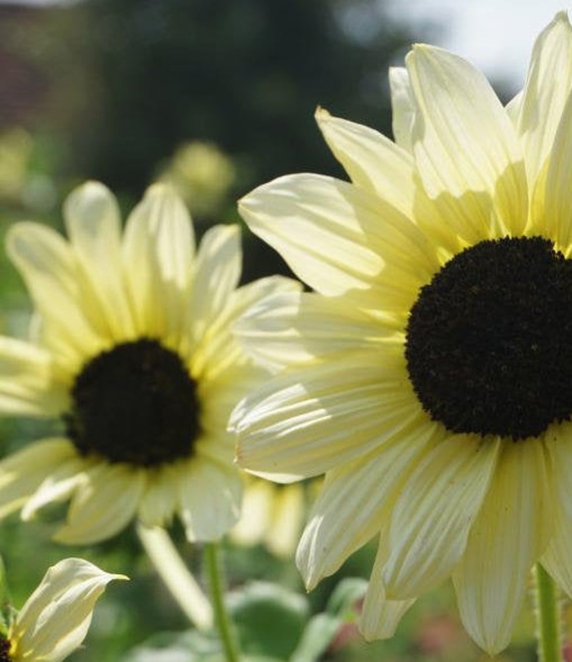 25 Vanilla Ice Sunflower Seeds Etsy UK