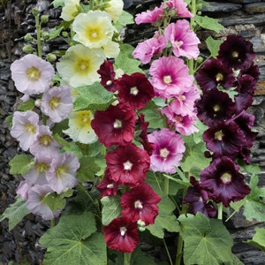 25 Giant Single Mix Alcea Rosea Hollyhock Seeds