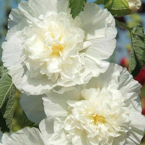 25 Chater's White Double Icicle Hollyhock Seeds