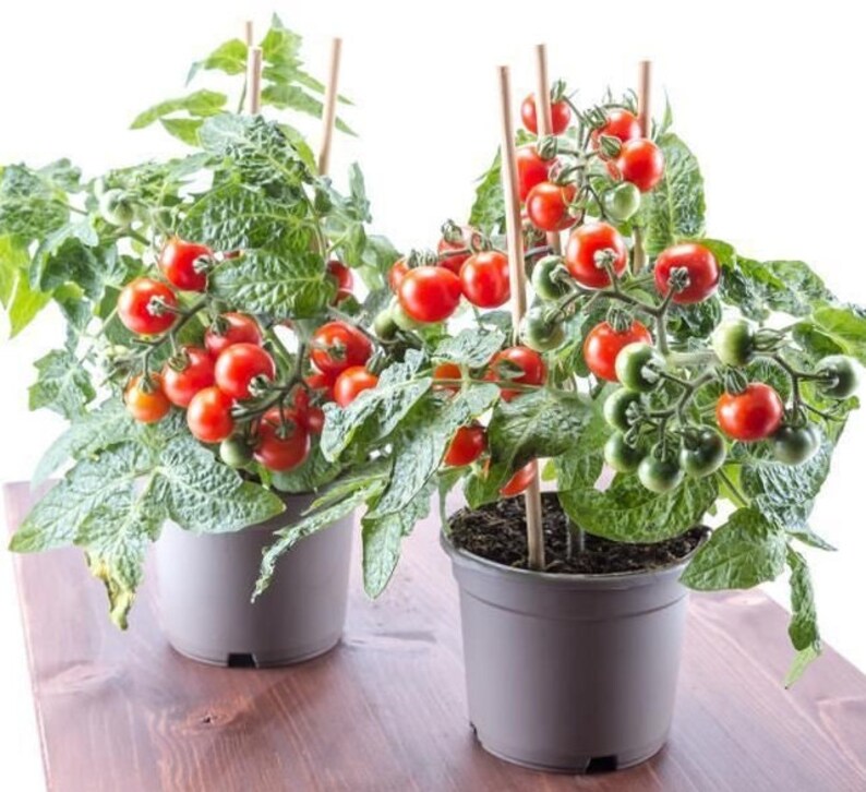 15 Tiny Tim Tomato Seeds Etsy UK