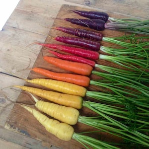 50 Rainbow Carrot Seeds