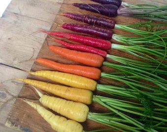 50 Rainbow Carrot Seeds