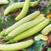 Graines D'Aubergine Louisiana Long Green - Bio, Sans OGM - Légume Original Longue Forme Verte