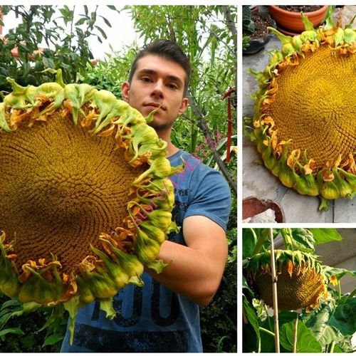 10 Mongolian Giant Sunflower Seeds up to 14 Feet Tall 18 Etsy UK