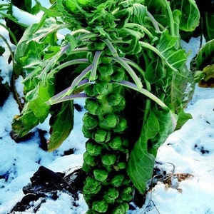 35 Brussels Sprouts Groninger Seeds - Harvest November - January