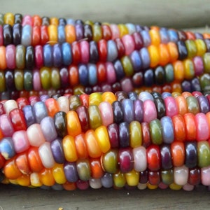 May include: Two ears of colourful corn with kernels in shades of red, orange, yellow, green, blue, purple and brown.