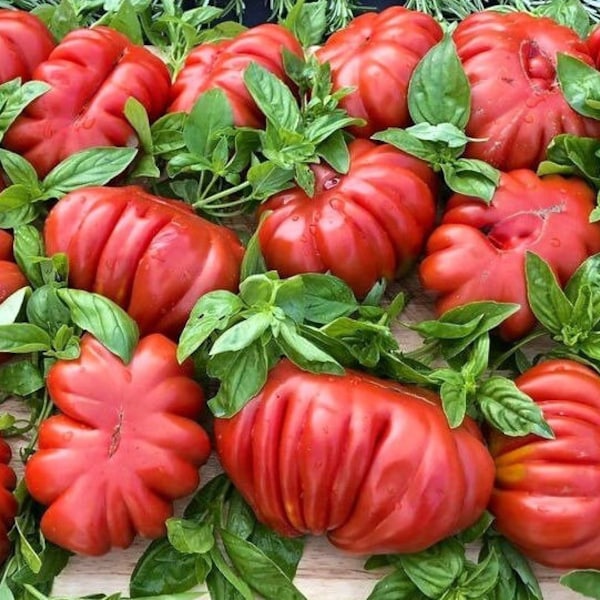 15 Canestrino of Lucca Tuscany Tomato Seeds - Heirloom