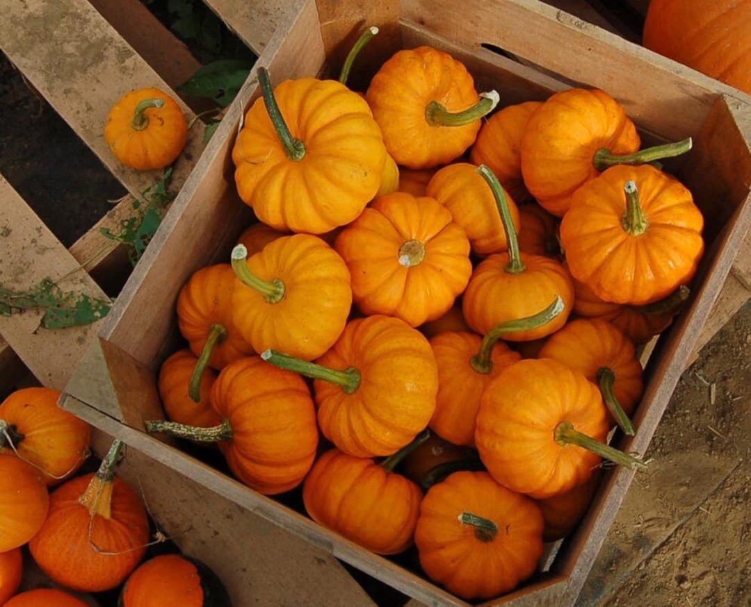 10 Jack Be Little Pumpkin Seeds Etsy UK 10 Jack Be Little Pumpkin Seeds Etsy UK