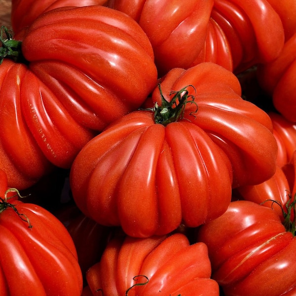 15 Cuore di Bue Tomato Seeds