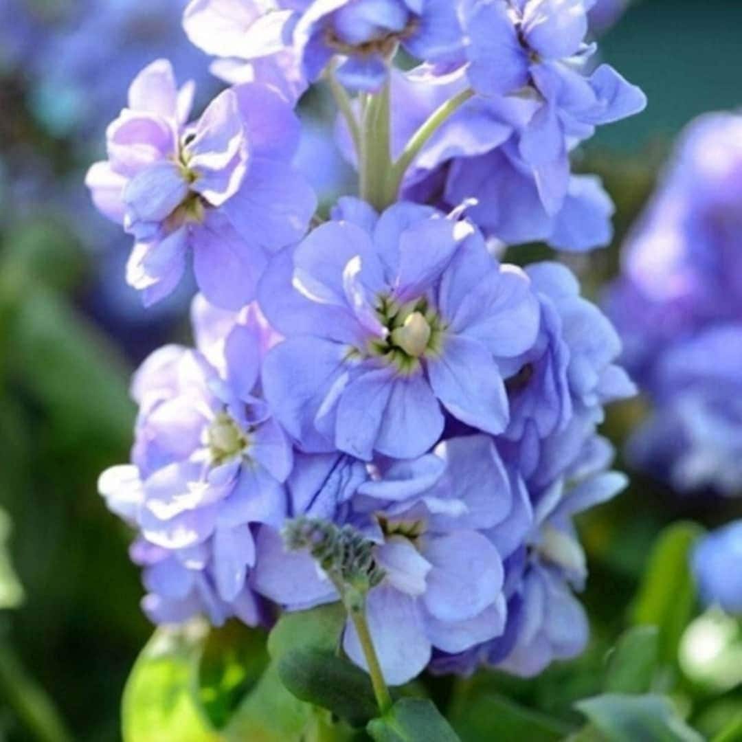 15 Stock Incana Light Blue - Matthiola Seeds - Etsy UK