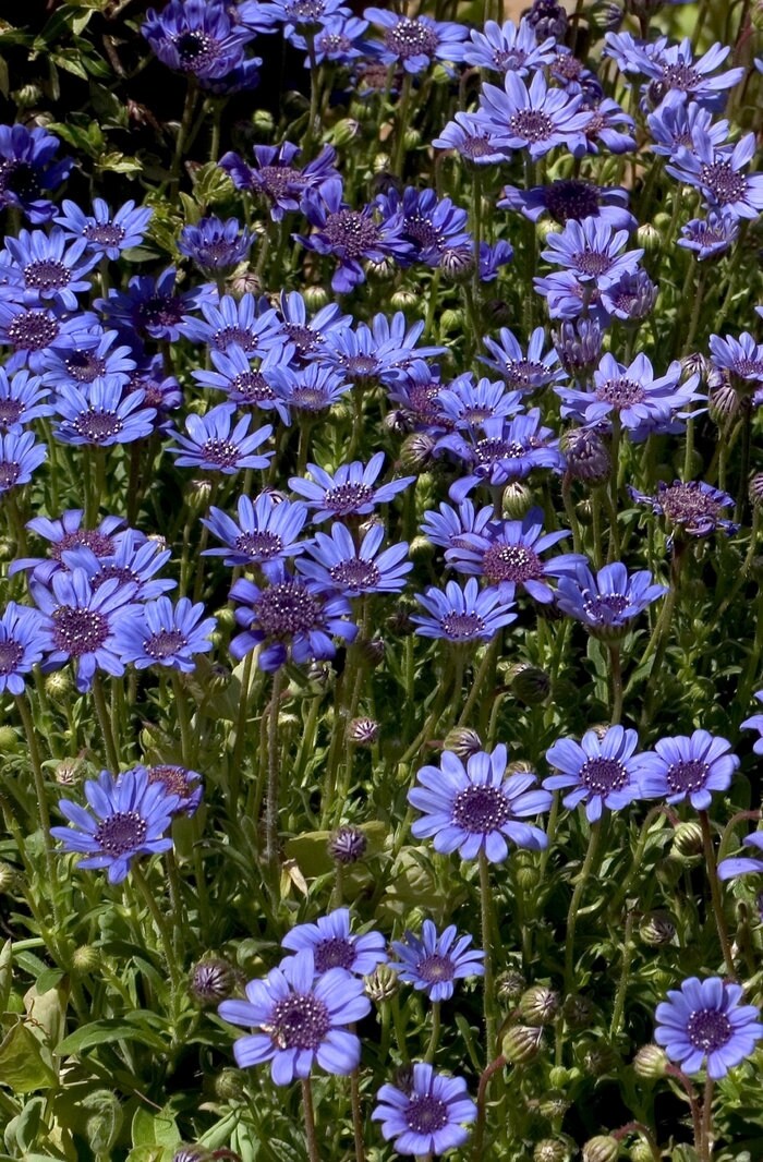 Blue Daisy-Felicia Heterophylla Blue- 25 Seeds- BOGO 50% Off SALE