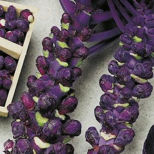 35 Red Bull Brussels Sprouts Seeds