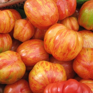 May include: A close-up of a basket of ripe, red and yellow striped tomatoes. The tomatoes are arranged in a random pattern, with some of them overlapping.