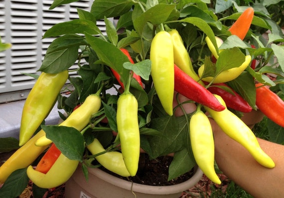 Planting outlet banana peppers