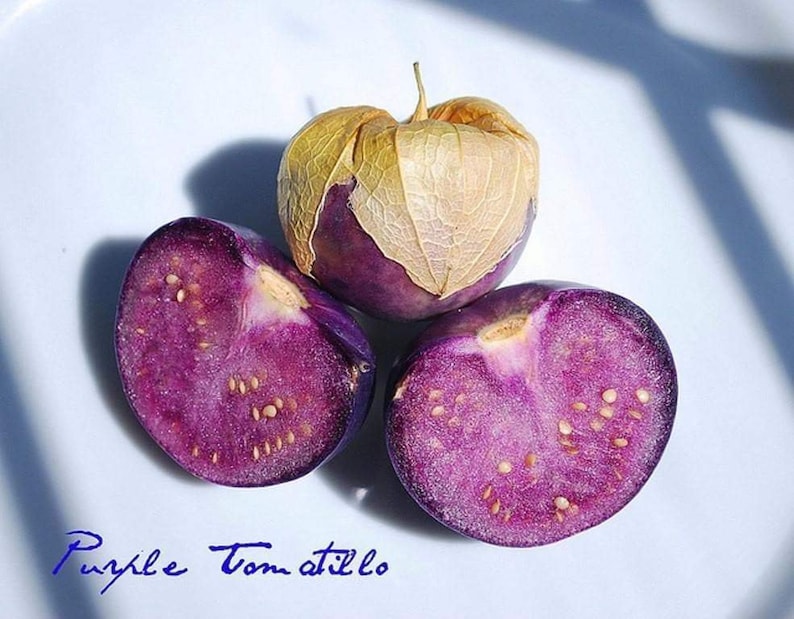 25 Purple Tomatillo Tomato Seeds Etsy UK