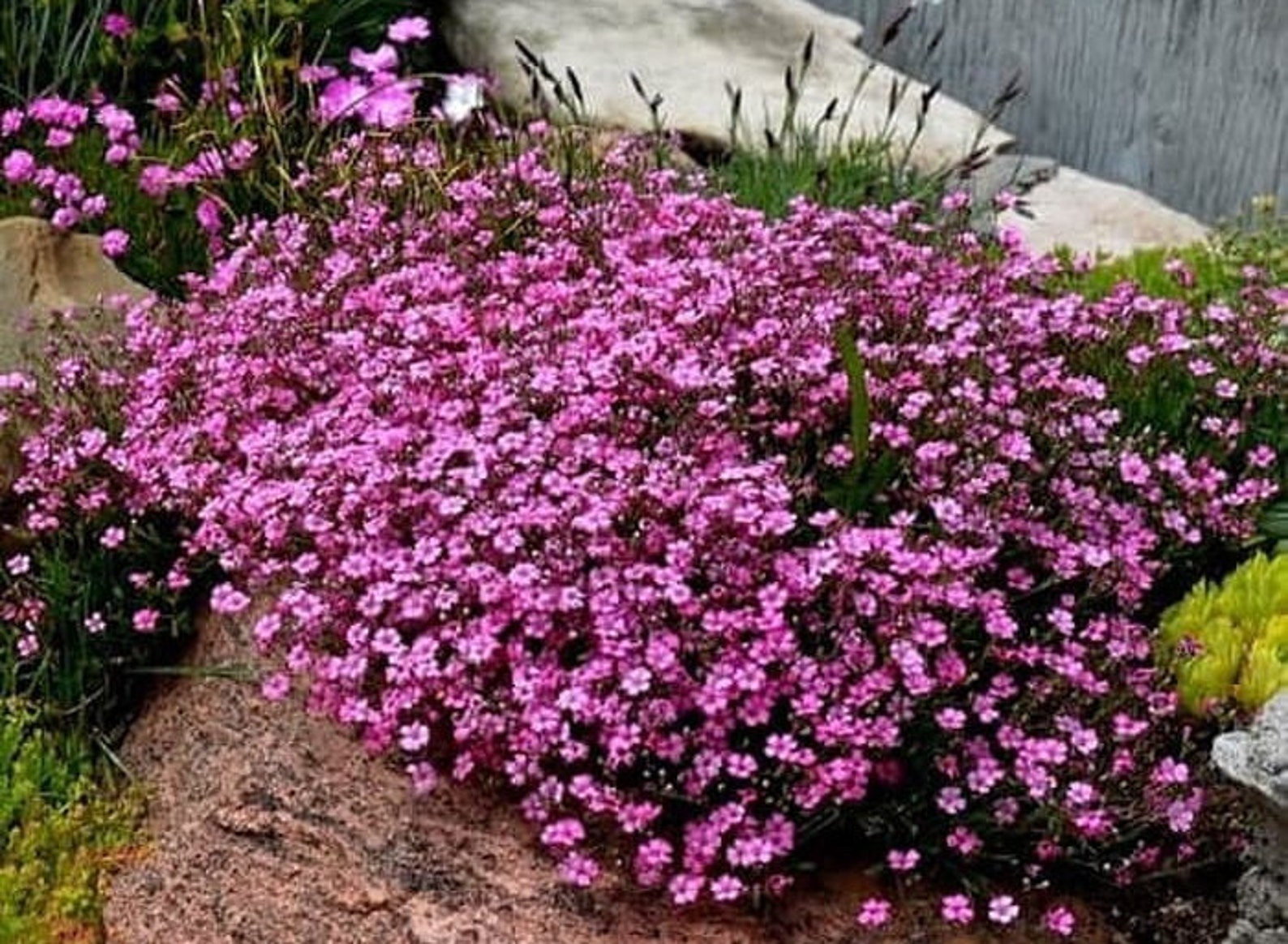 25 Creeping Rose Baby's Breath Seeds Cascading Perennial Etsy UK