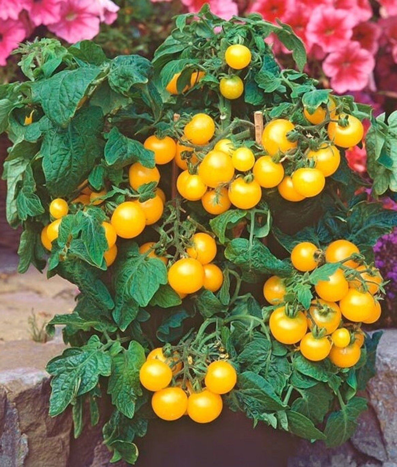 25 Aztek Micro Dwarf Tomato Seeds 10 12 Inches Tall Etsy UK