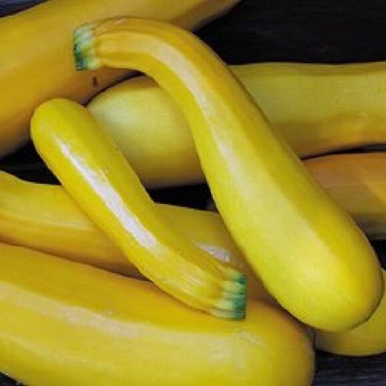 15 Courgette Yellow Atena Polka F1 Seeds Good Looking & Healthy Vitamins Too!