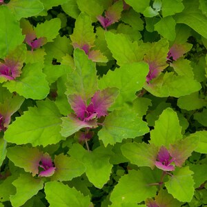 25 Tree Spinach Seeds Chenopodium Giganteum image 9