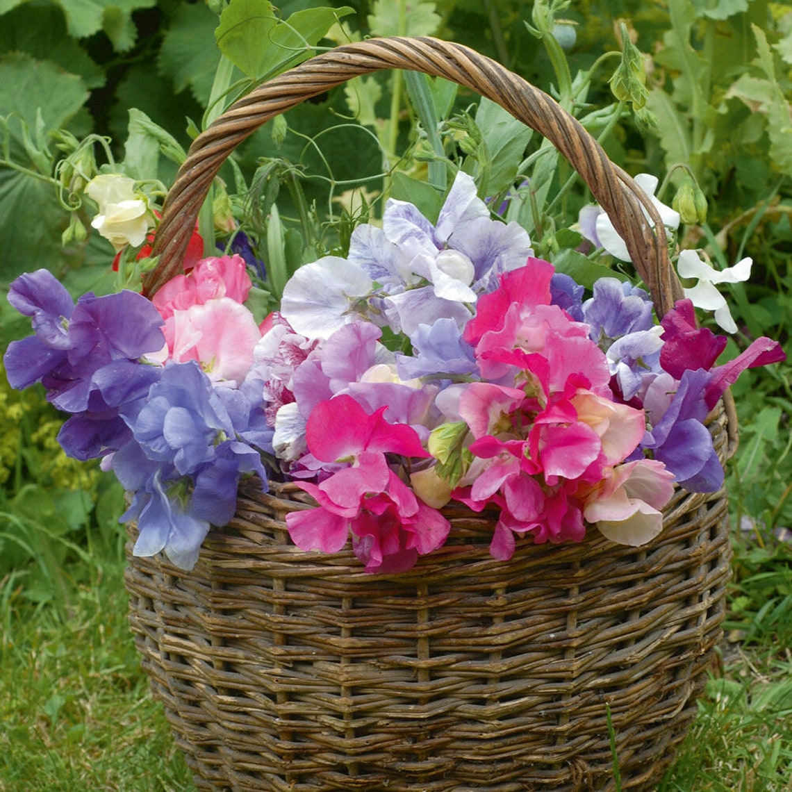 Semi Di Pisello Odoroso BIO - Sweet Pea HEAVEN PROFUMO - Cimelio Inglese (10, 30, 60 Semi) - Foto 5