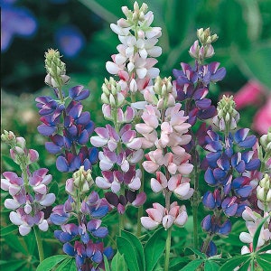 May include: A cluster of lupin flowers in shades of pink, white, and blue. The flowers are arranged in tall, slender spikes and have a delicate, feathery appearance.
