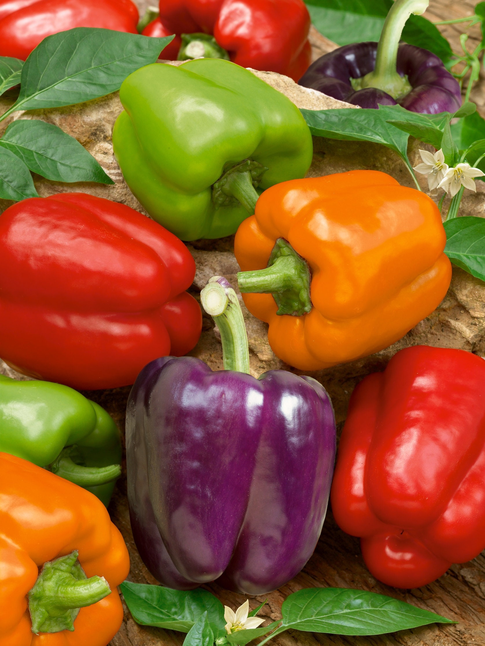 25 Rainbow Sweet Mini Bell Pepper Seeds Etsy