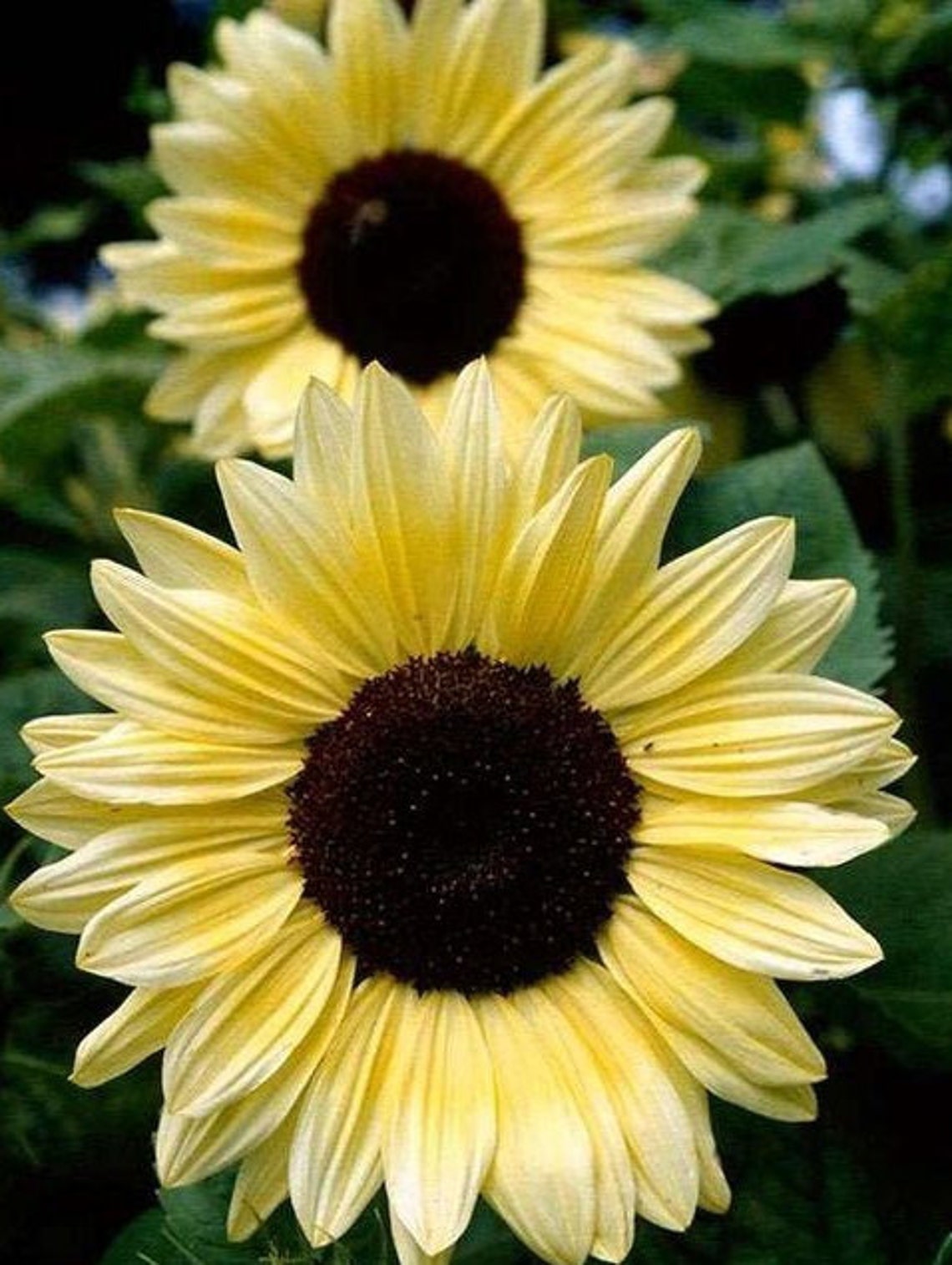 25 Vanilla Ice Sunflower Seeds Etsy UK