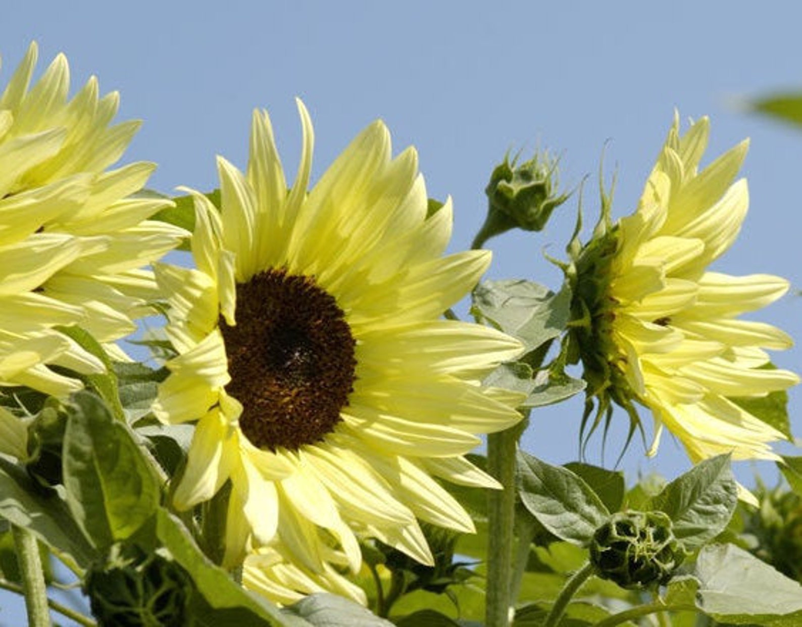 25 Vanilla Ice Sunflower Seeds Etsy UK
