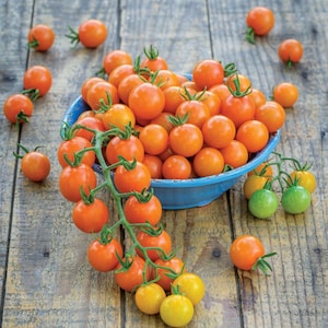 25 Orange Cerise Cherry Tomato Seeds- Heirloom