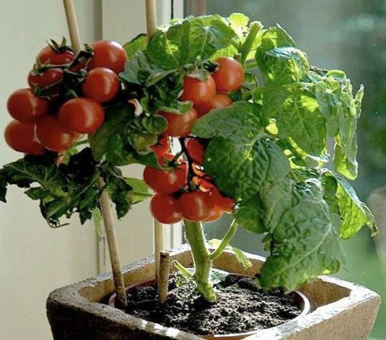 15 Tiny Tim Tomato Seeds Etsy UK