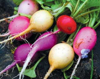 50 Rainbow Easter Egg Radish Seeds