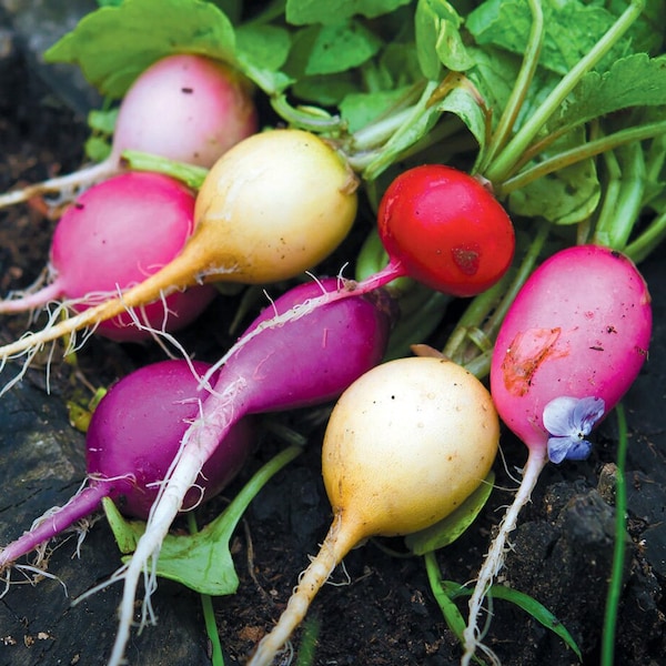 50 Rainbow Easter Egg Radish Seeds