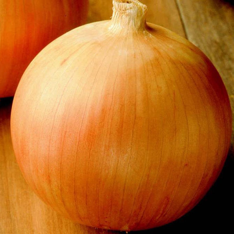 50 Jumbo Sweet Spanish Onion Seeds Etsy UK
