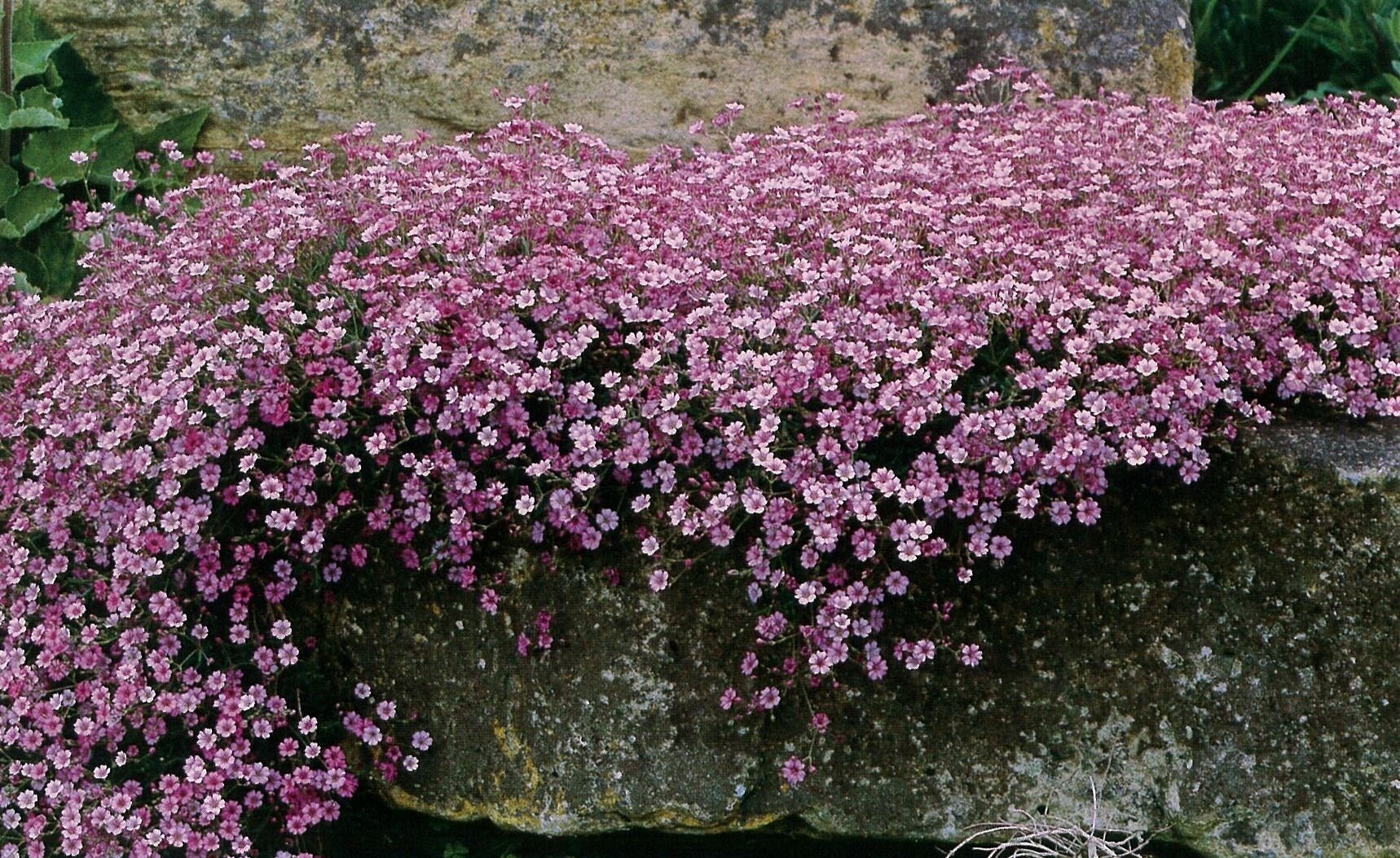 25 Creeping Rose Baby's Breath Seeds Cascading Perennial Etsy UK
