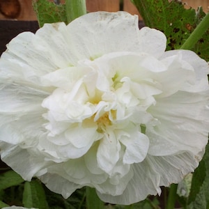 20 Chater's White Double Icicle Hollyhock Seeds