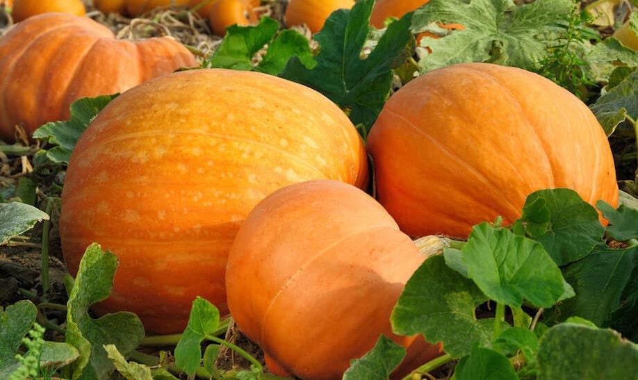 10 Mammoth Gold Pumpkin Seeds XL Halloween Carving Etsy UK