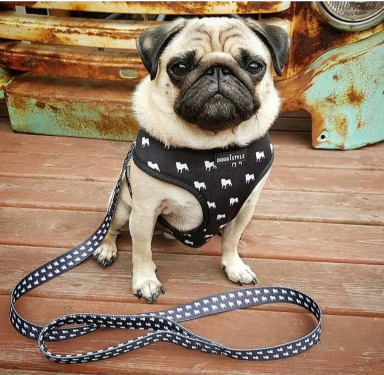 Doggistyle black white pug harness and lead set Etsy