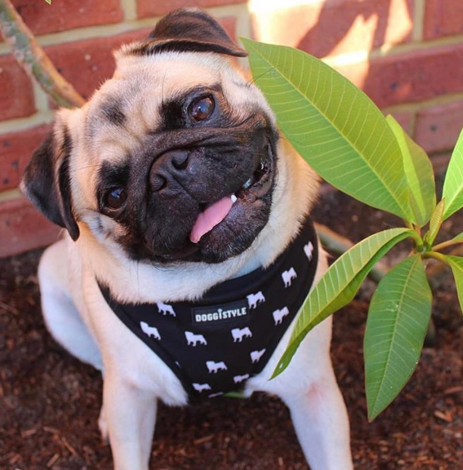 Doggistyle Black White Pug Harness and Lead Set Etsy UK