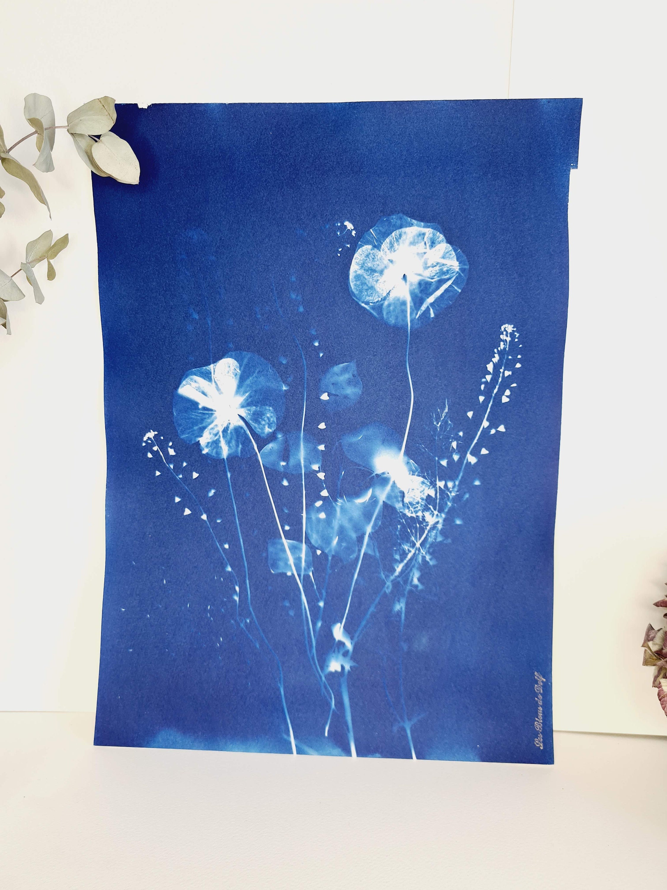Coquelicots, Lunaires et Bourse à Pasteur 2021 - Cyanotype Original Signé Les Bleus de Delf Format A