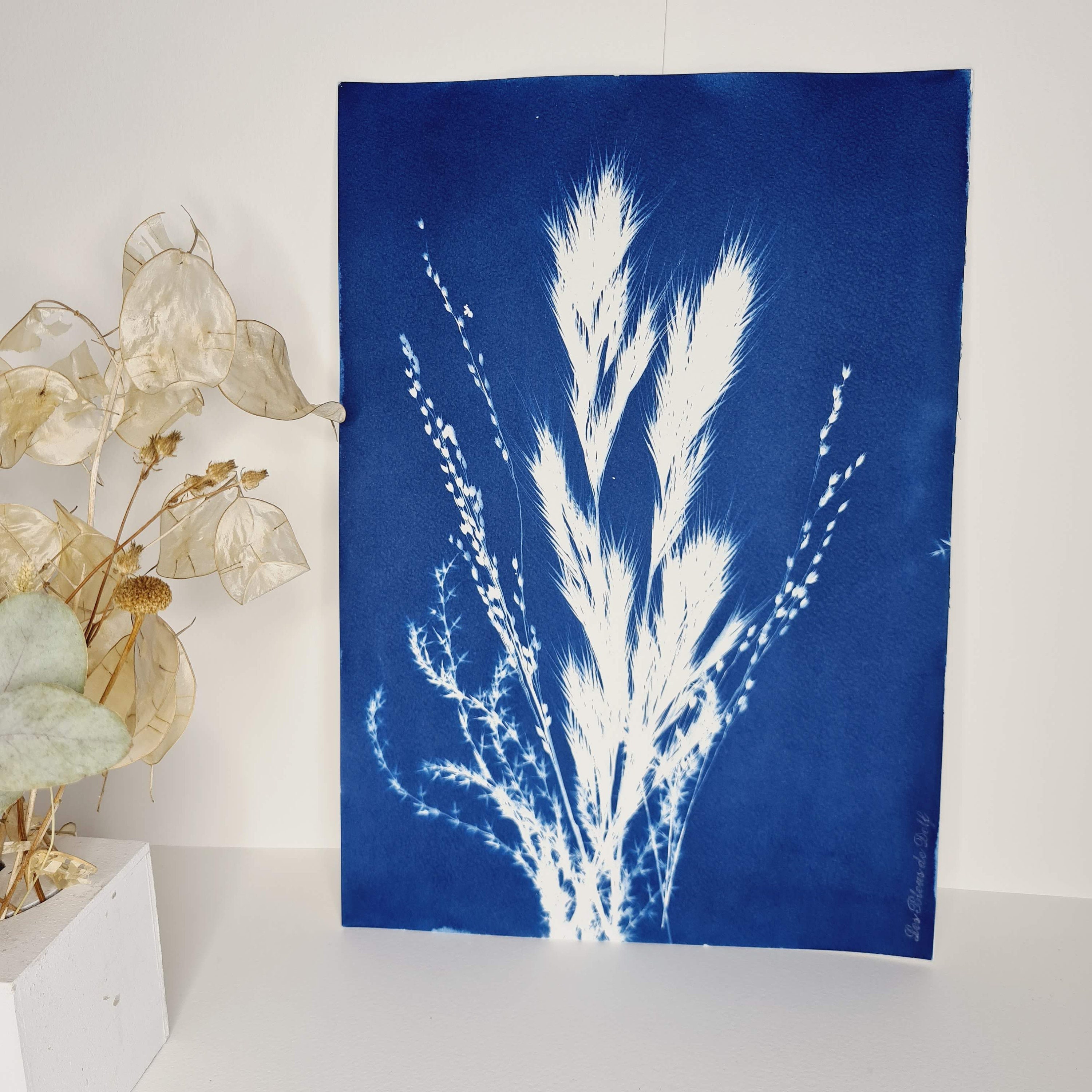 Bouquet de Graminées 2021 - Cyanotype Original Signé Les Bleus Delf Format A4 | 21x 29, 7 cm.