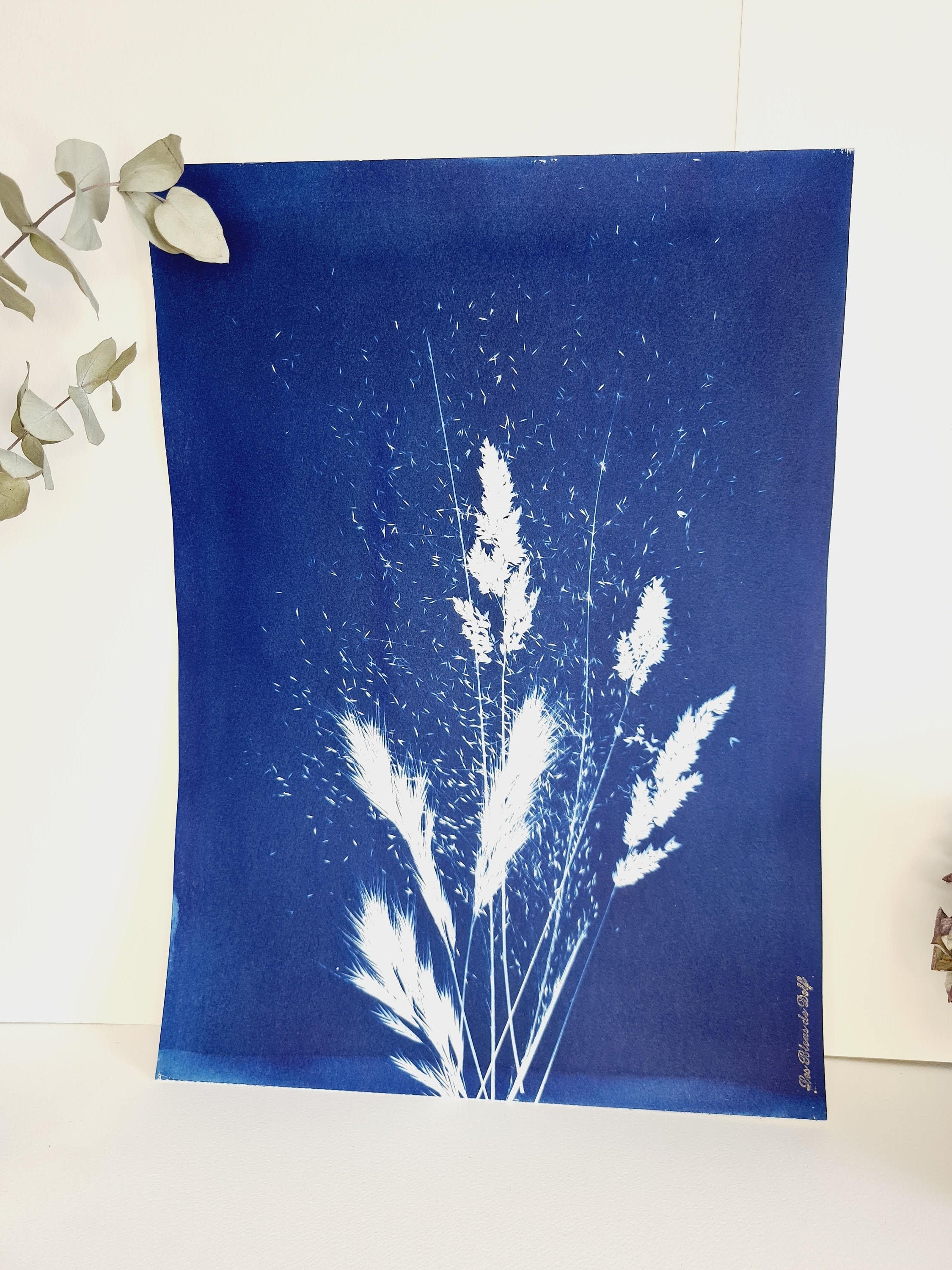 Graminées Tout en Légèreté 2021 - Cyanotype Original Signé Les Bleus de Delf Format A3 | 40 cm X 29,
