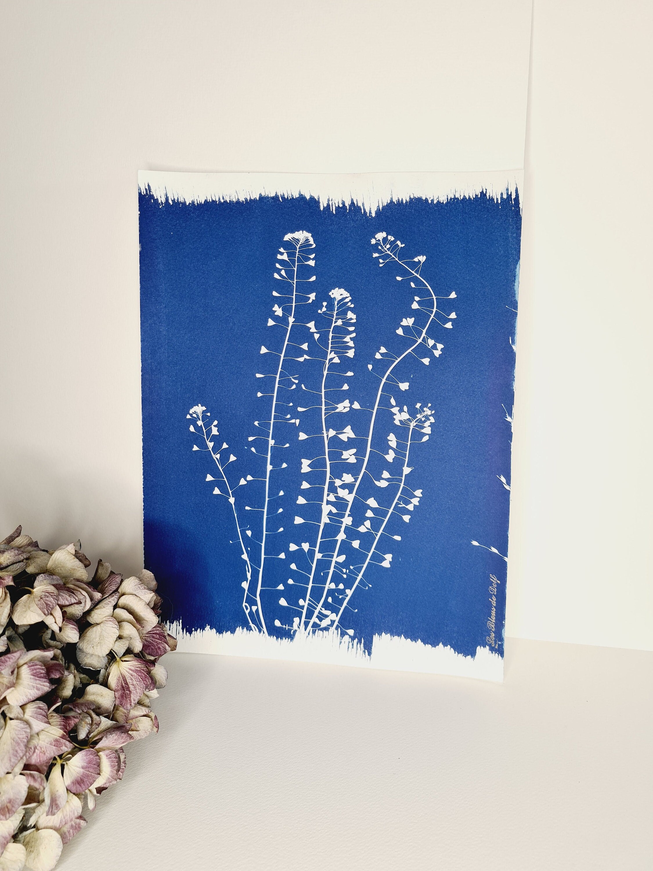 Bourse à Pasteur 2021 - Cyanotype Original Signé Les Bleus de Delf Format 24x32 cm