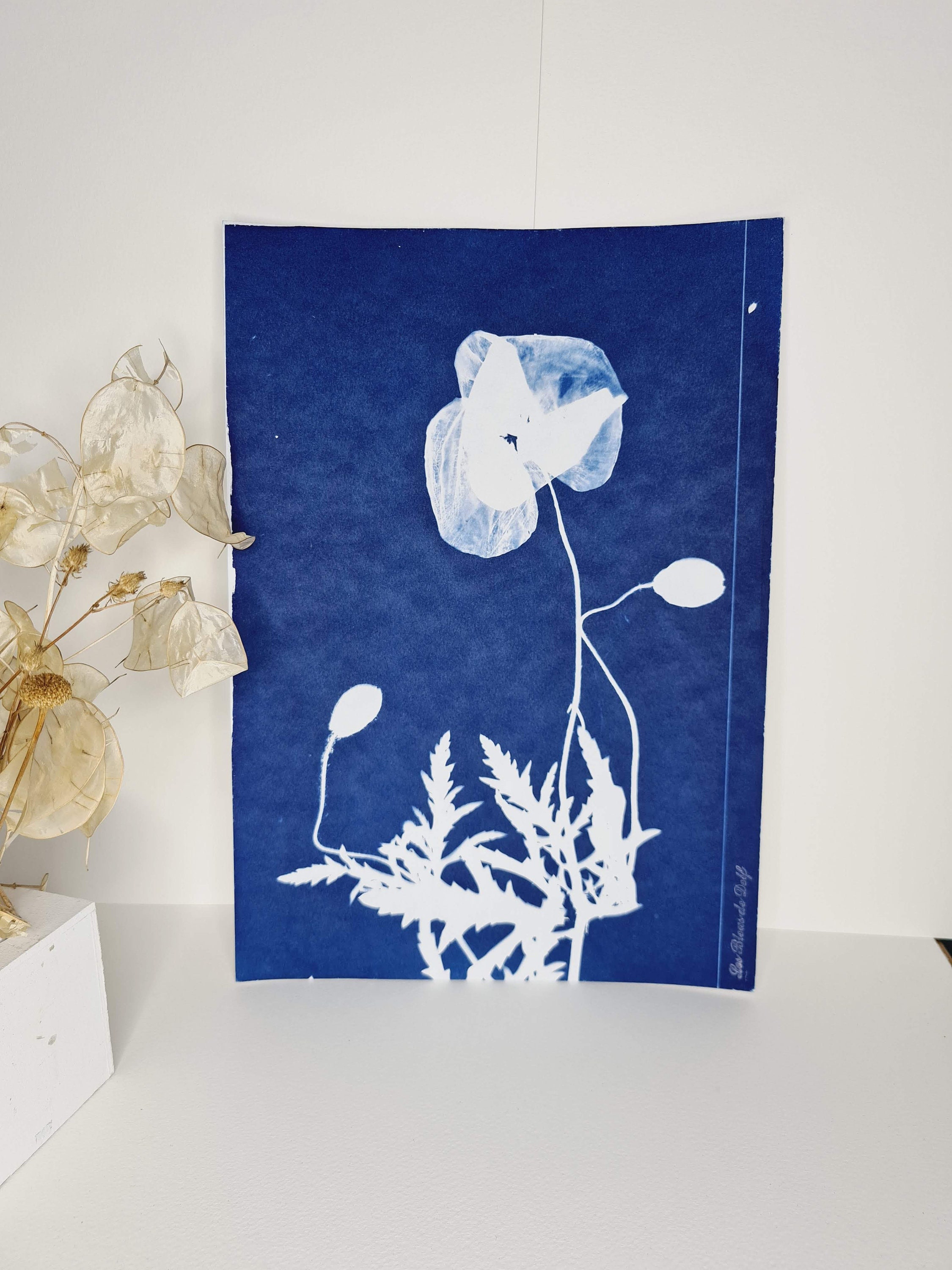 Coquelicot 2021 - Cyanotype Original Signé Les Bleus de Delf Format A4 | 21x 29, 7 cm.