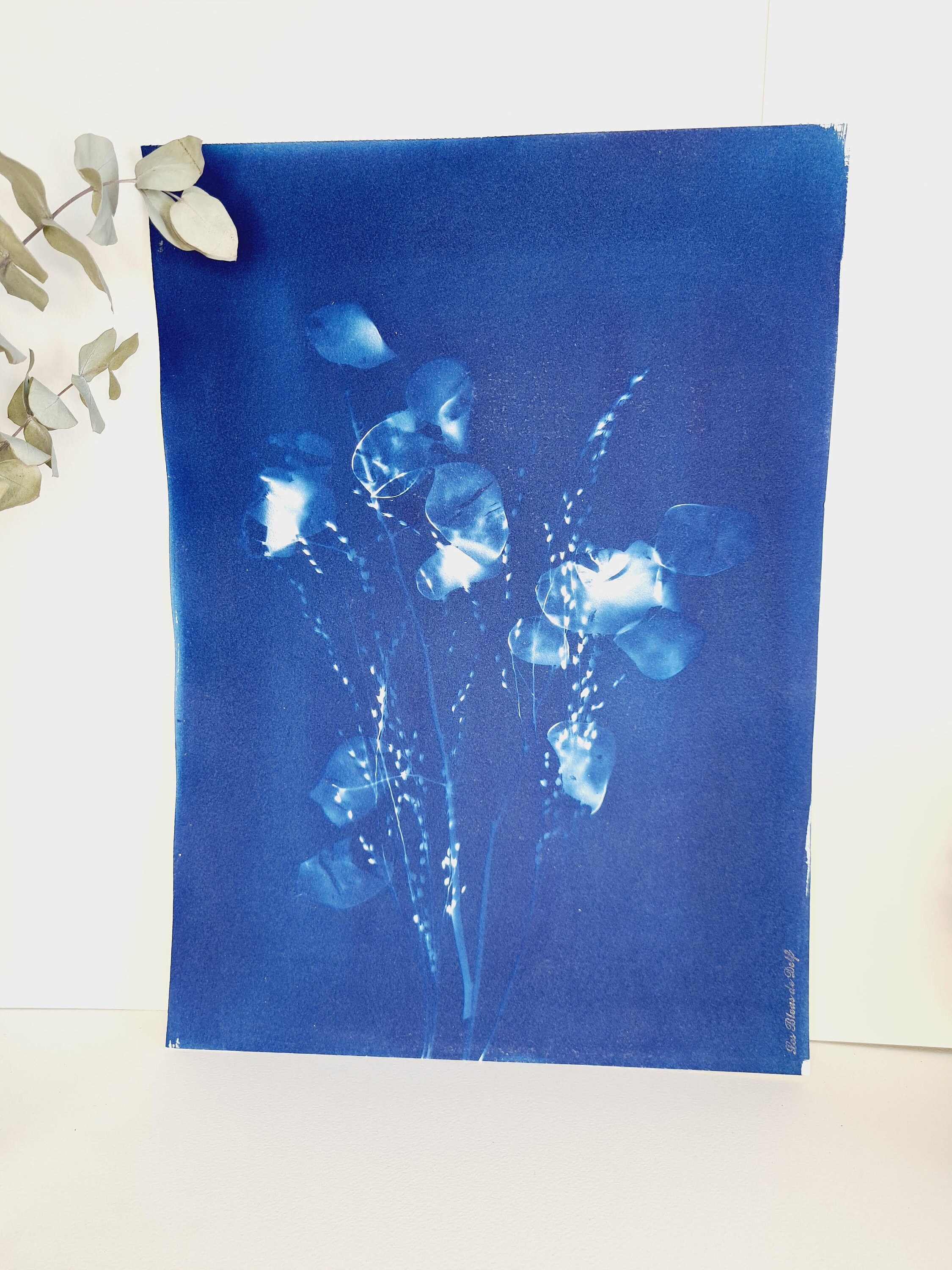 Monnaie Du Pape et Graminées 2021 - Cyanotype Original Signé Les Bleus de Delf Format A3 | 40 cm X 2