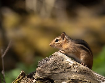 Chipmunk Lookout – Woodland Animal Print & Canvas